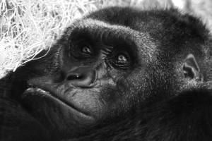 Marie-Emmanuelle DIOT LAPORTE - Memograph